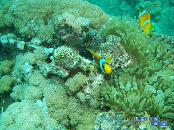 Raya Island 2 Dives Tour